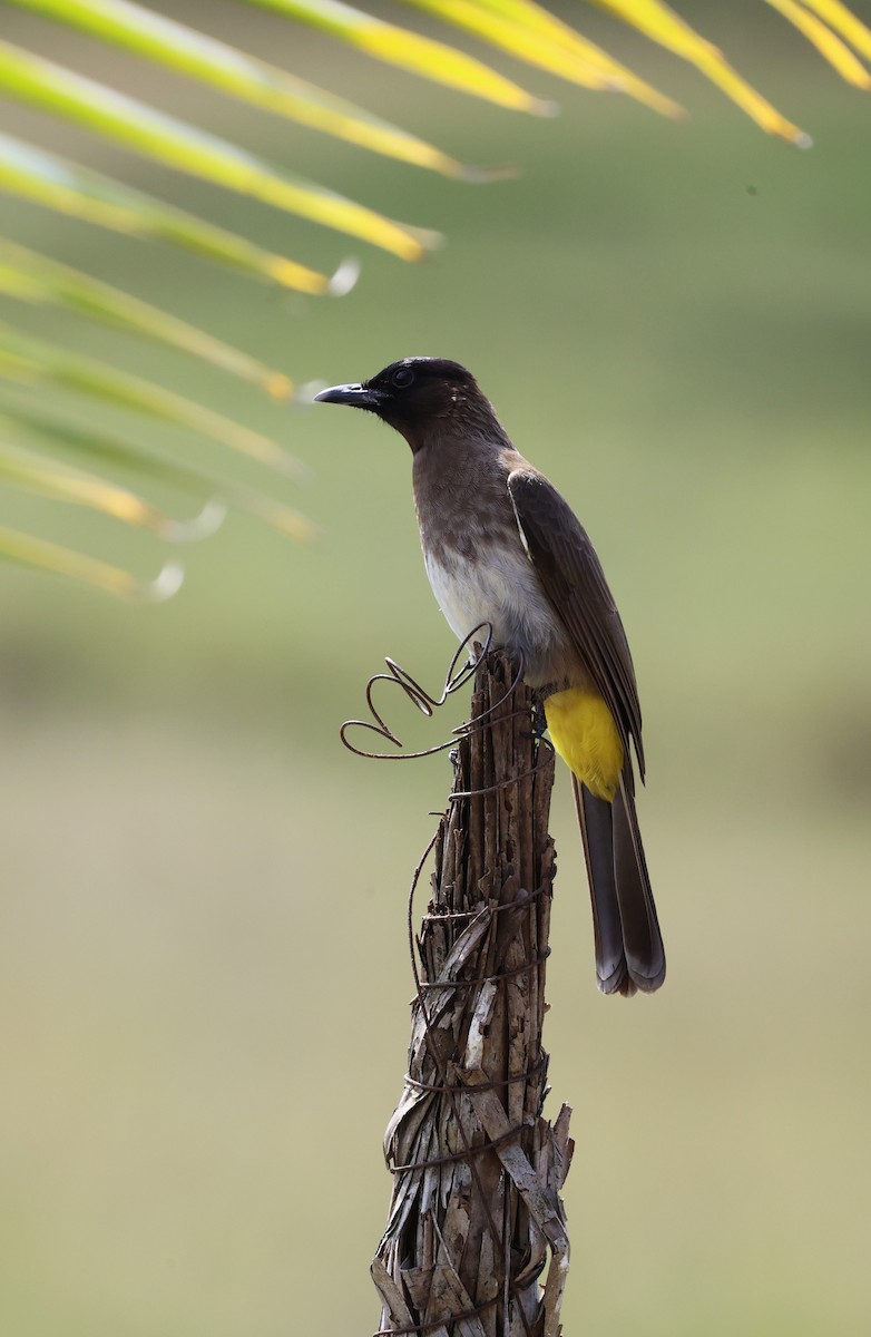 Common Bulbul - ML639940951