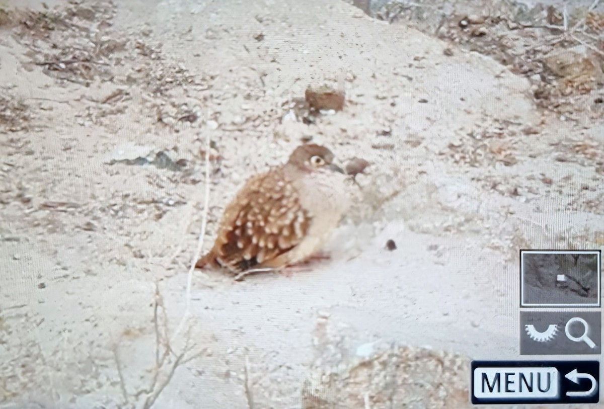 Bare-faced Ground Dove - ML639941107