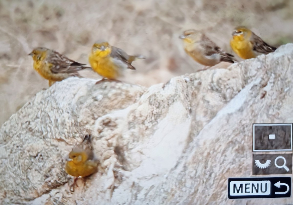 Raimondi's Yellow-Finch - ML639941135