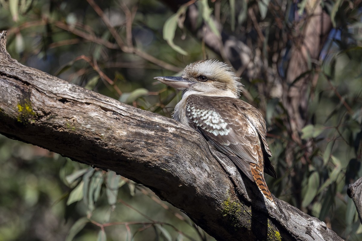 Laughing Kookaburra - ML639941160