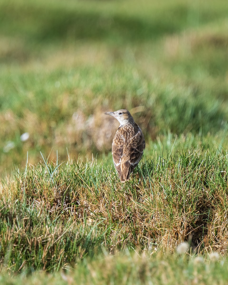 Tibetan Lark - ML639941222