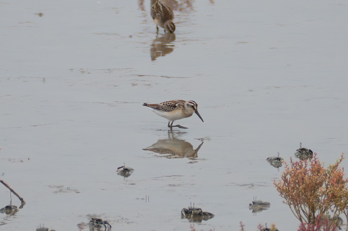 Broad-billed Sandpiper - ML639941229