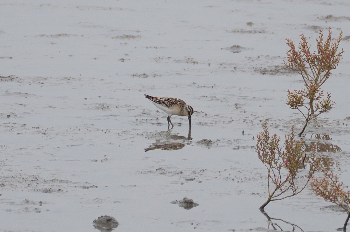 Broad-billed Sandpiper - ML639941232