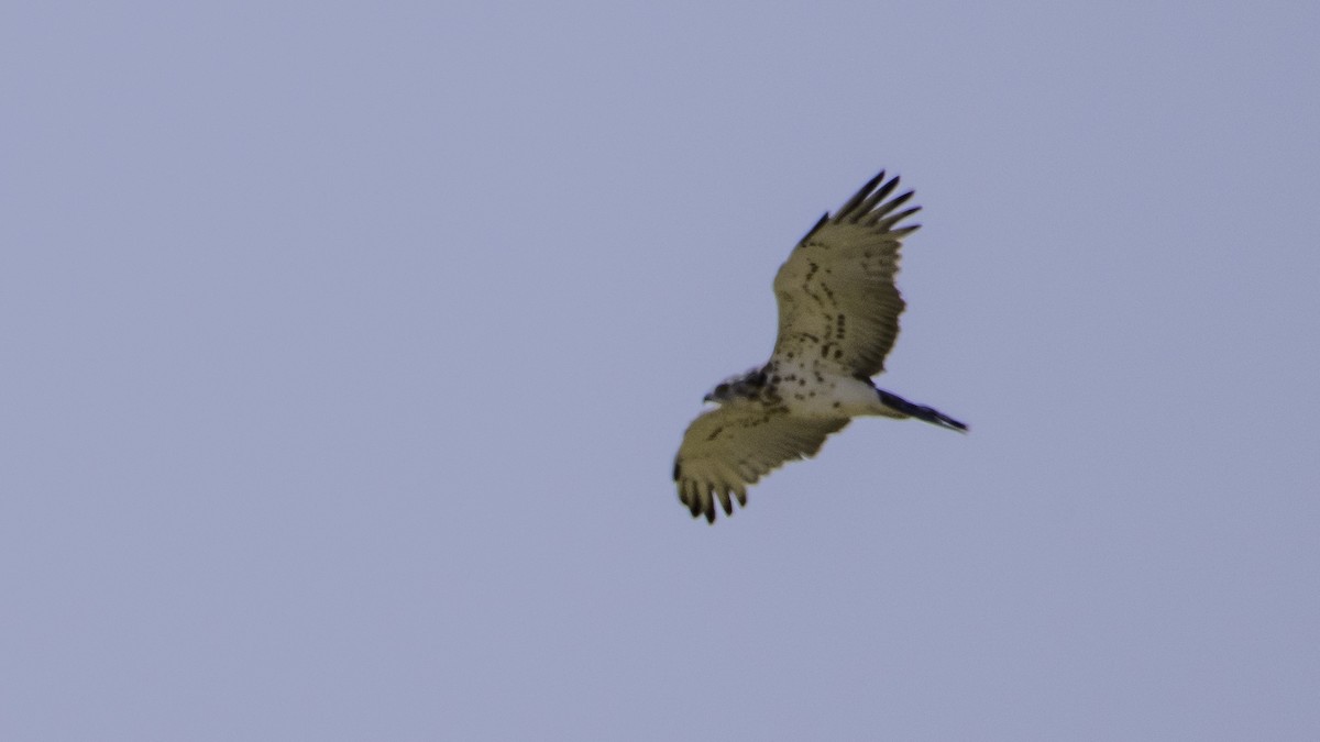 Short-toed Snake-Eagle - ML639941255