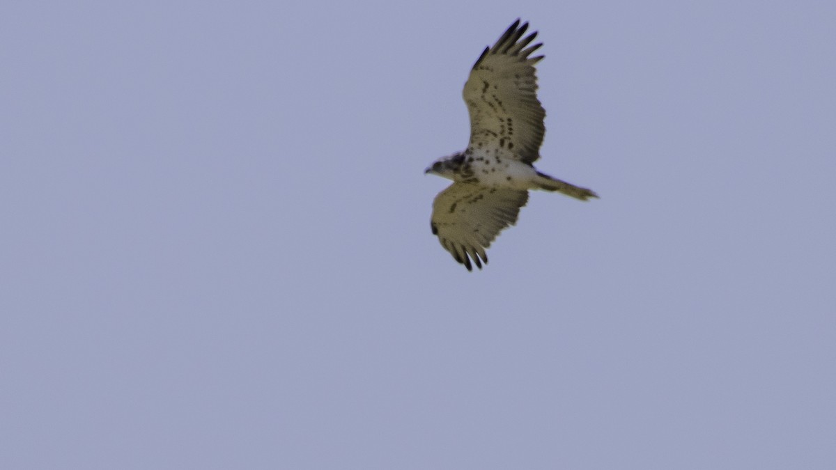 Short-toed Snake-Eagle - ML639941256