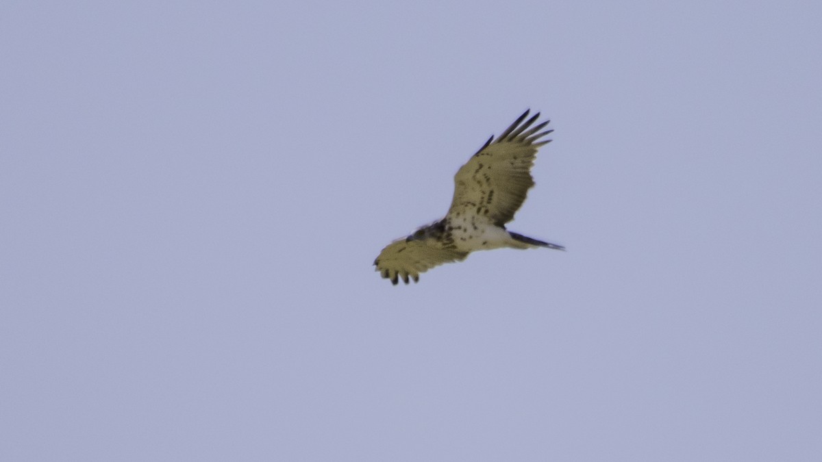 Short-toed Snake-Eagle - ML639941257