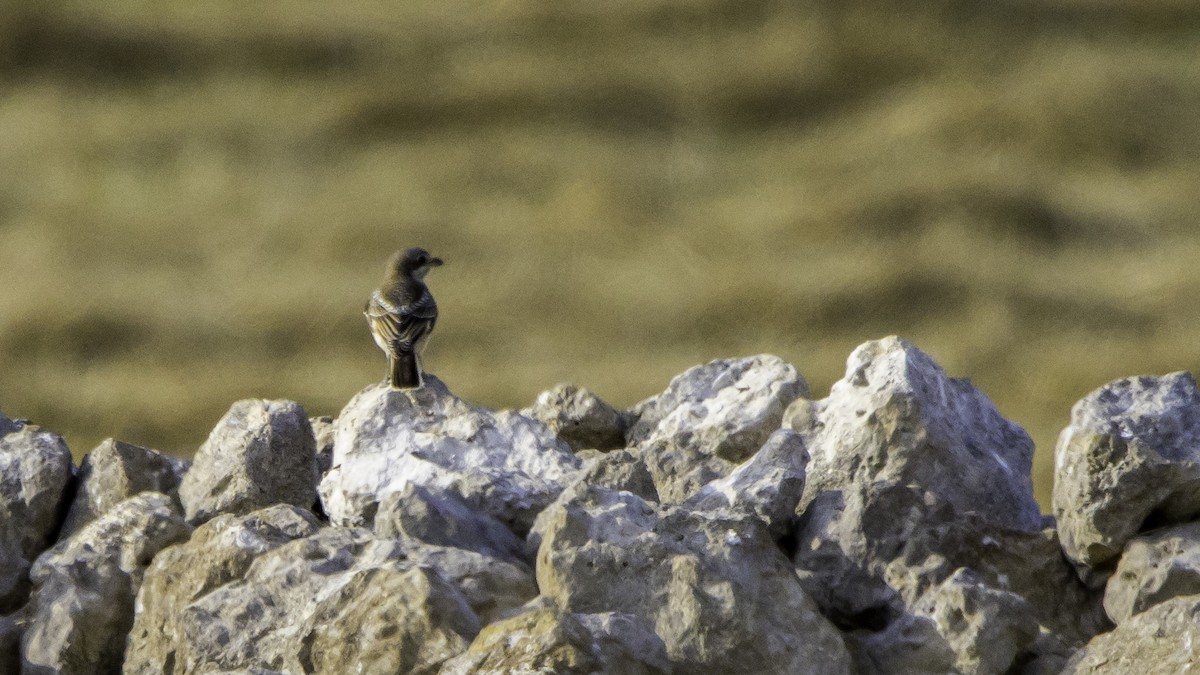 Woodchat Shrike - ML639941267