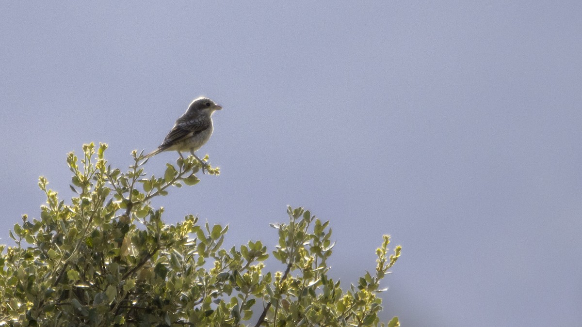 Woodchat Shrike - ML639941269