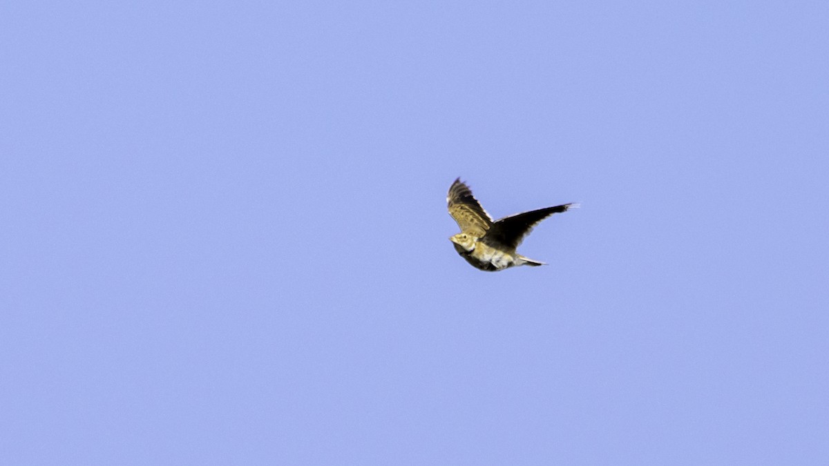 Calandra Lark - ML639941281
