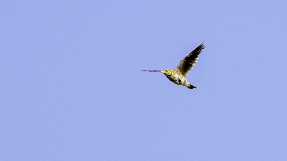 Calandra Lark - ML639941282