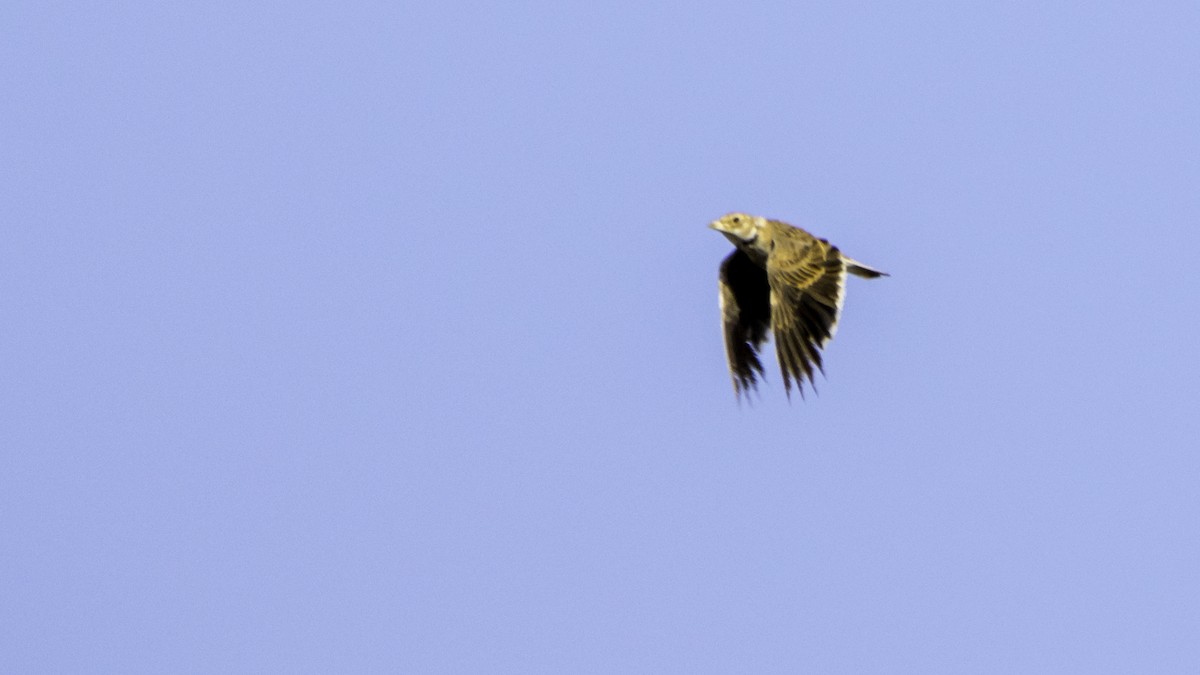 Calandra Lark - ML639941283