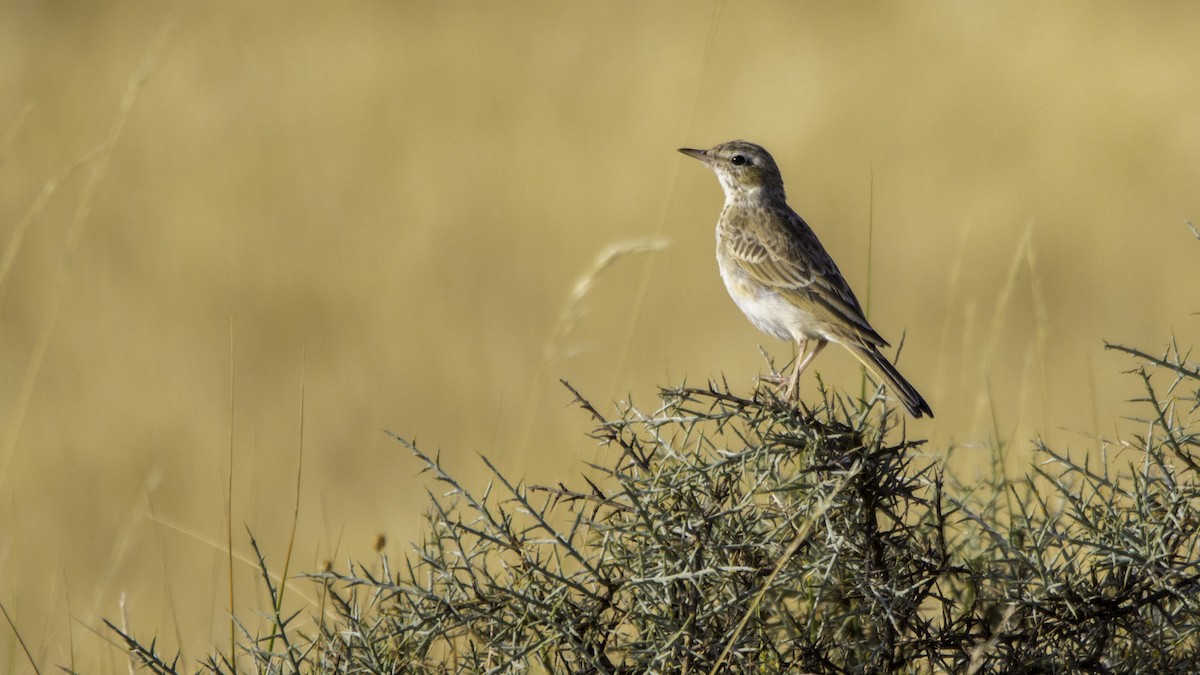 Tawny Pipit - ML639941285