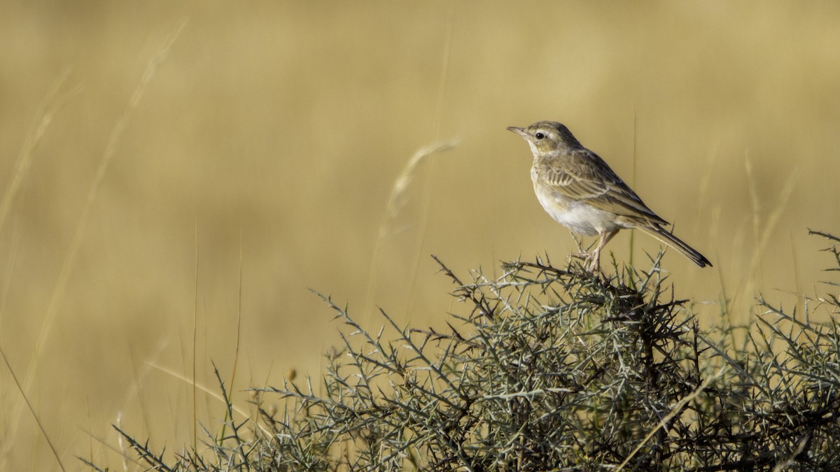Tawny Pipit - ML639941286