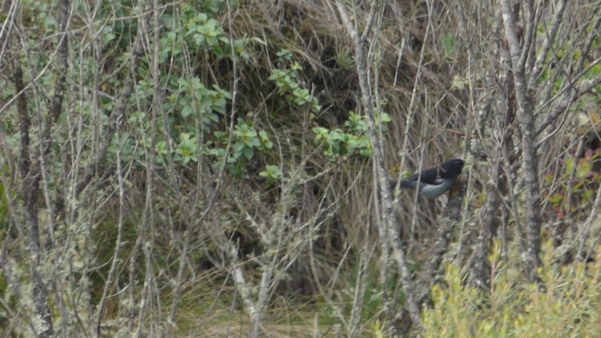 Gray-bellied Flowerpiercer - ML639941309