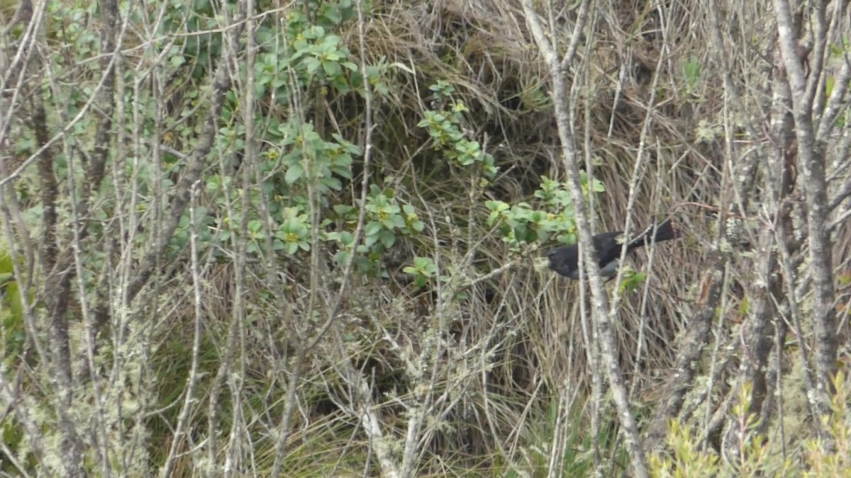 Gray-bellied Flowerpiercer - ML639941312