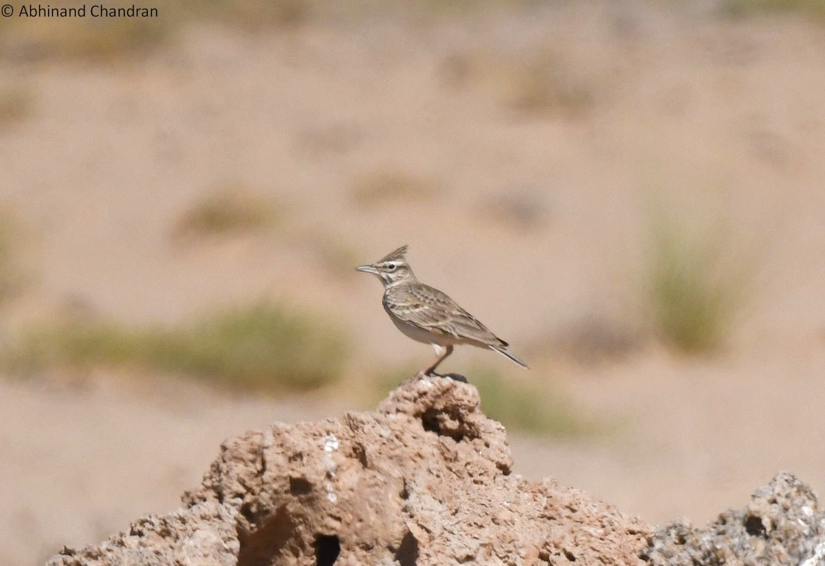 Crested Lark - ML639941318