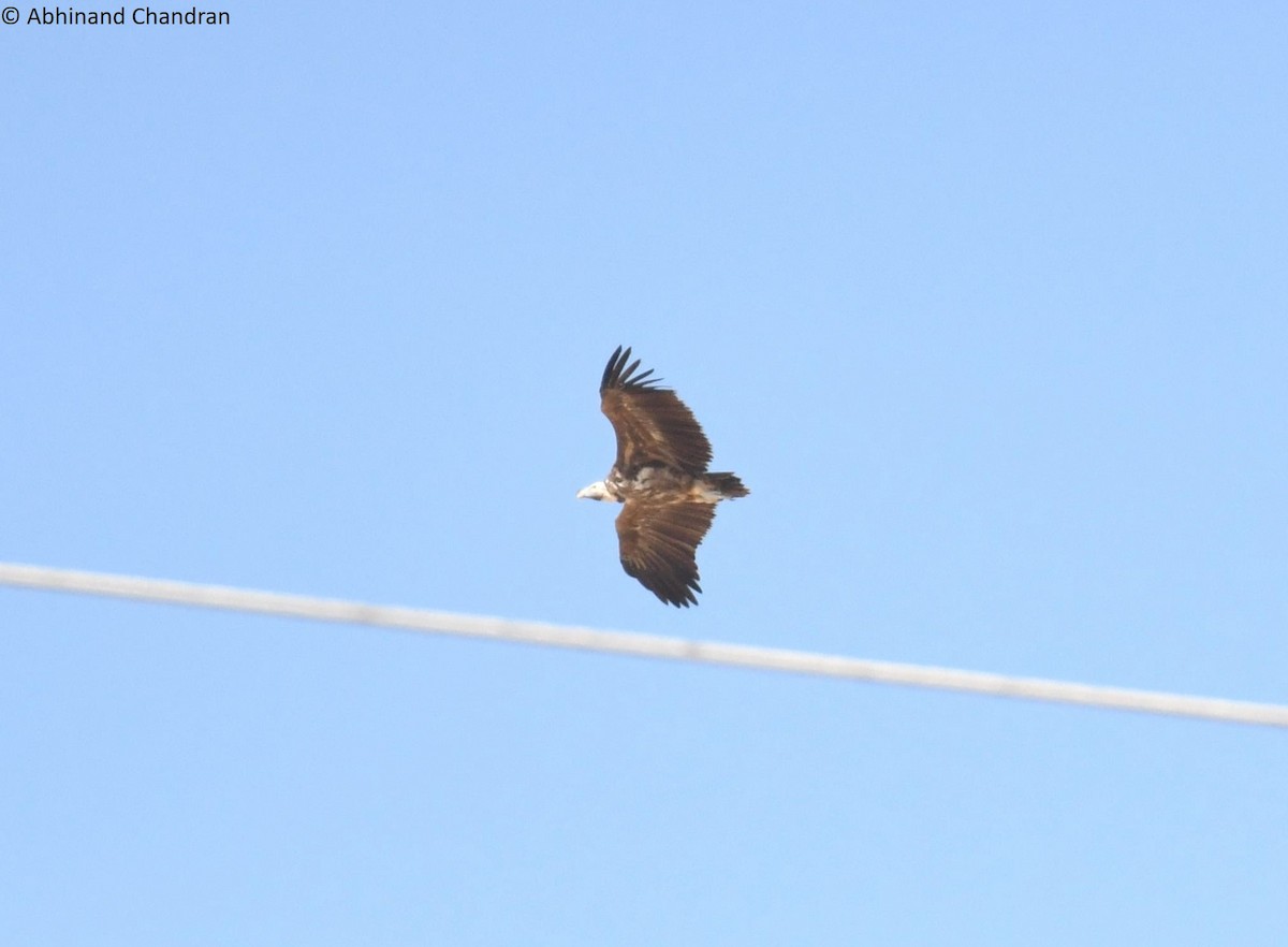 Lappet-faced Vulture - ML639941336