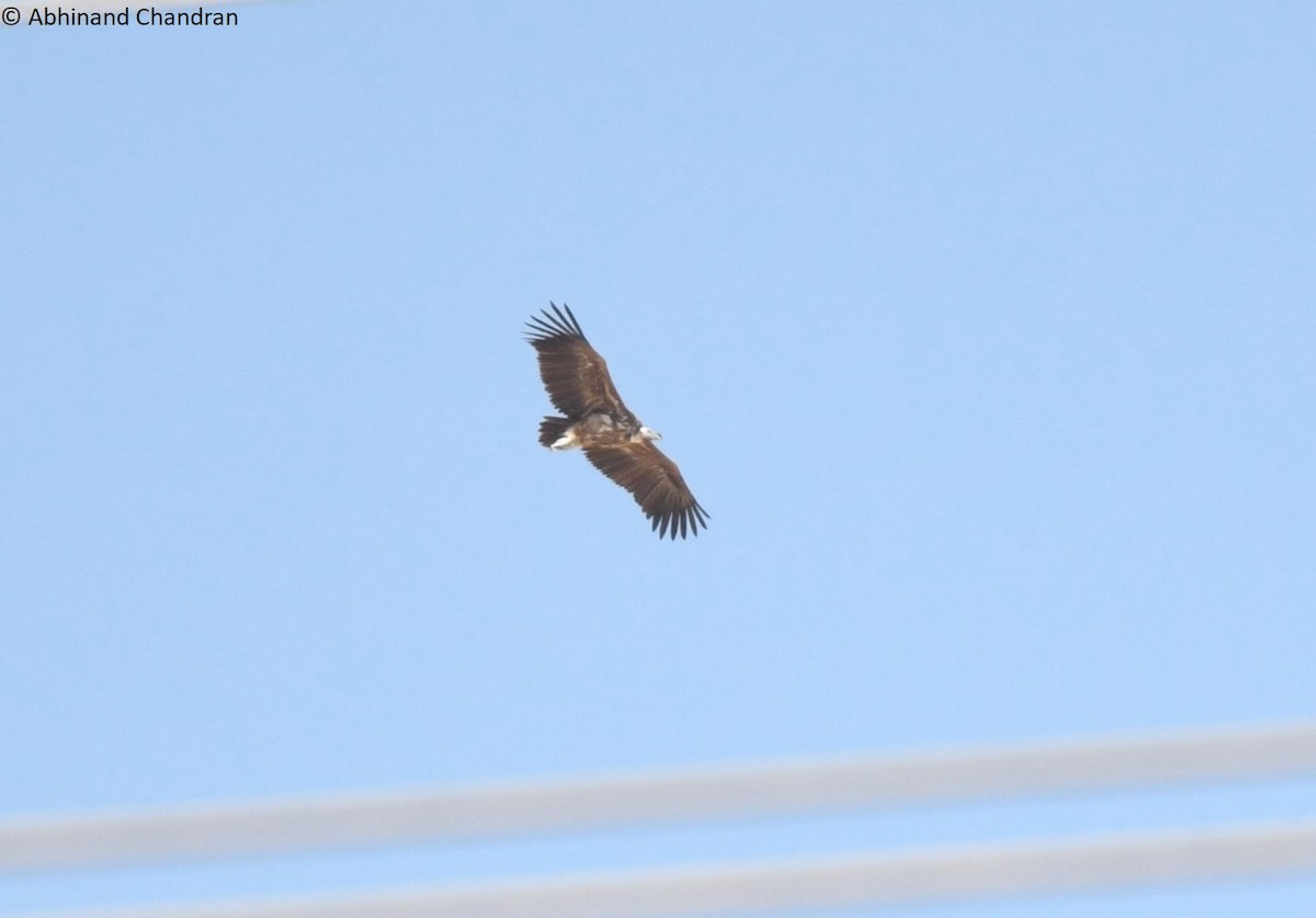 Lappet-faced Vulture - ML639941337