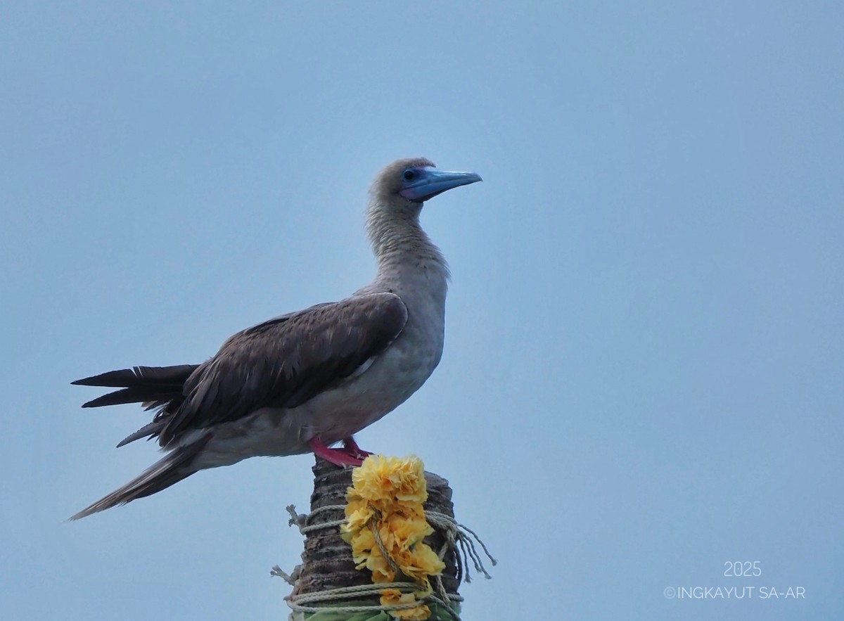 Red-footed Booby (Indopacific) - ML639941341