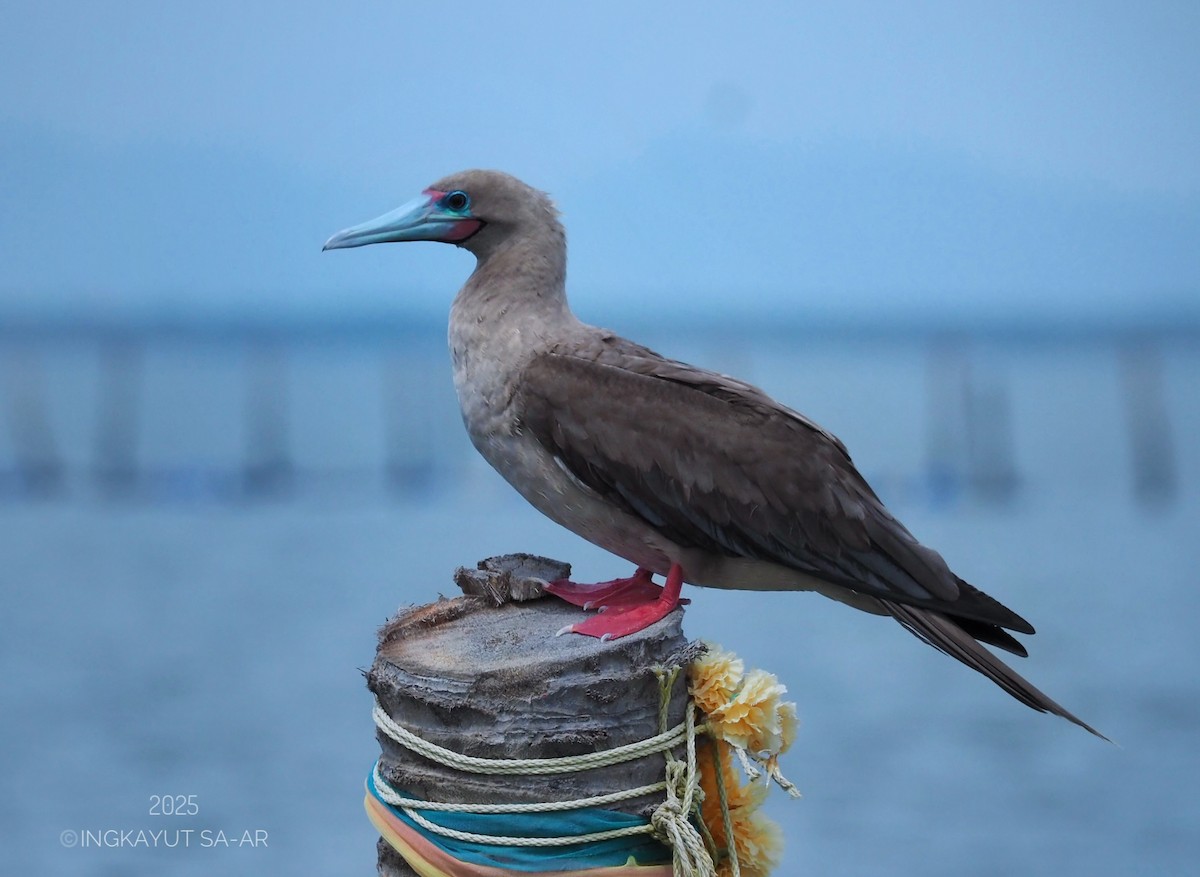 Red-footed Booby (Indopacific) - ML639941342