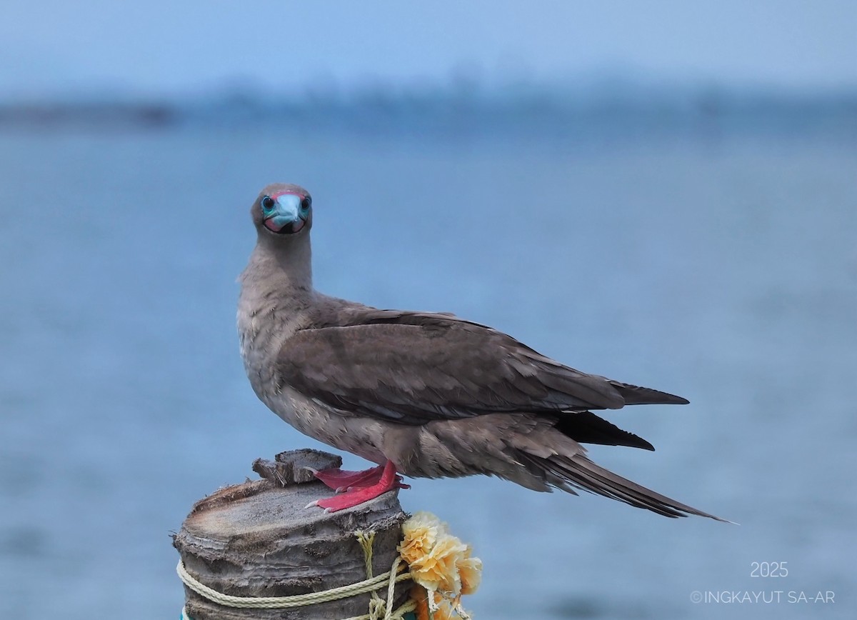Red-footed Booby (Indopacific) - ML639941343