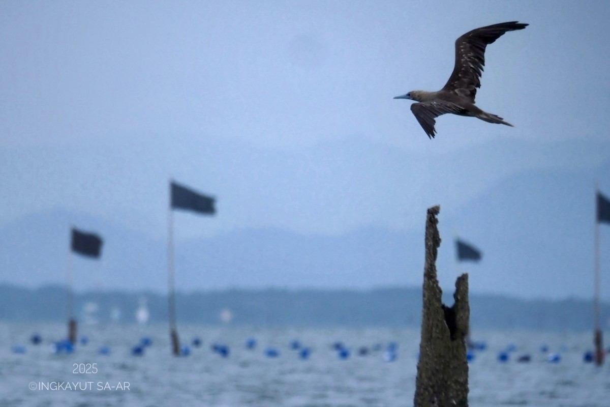 Red-footed Booby (Indopacific) - ML639941344