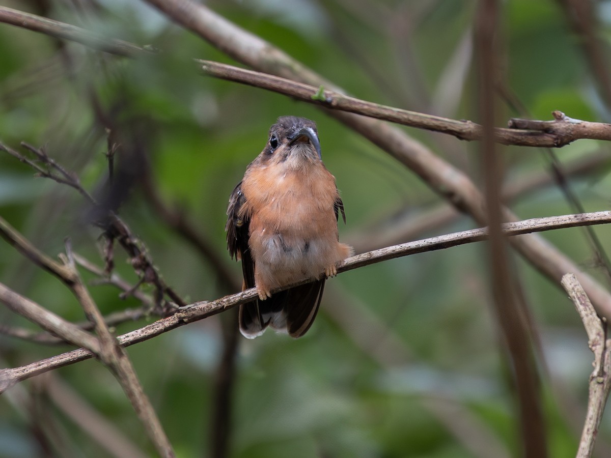 Bronzy Hermit - ML639941540