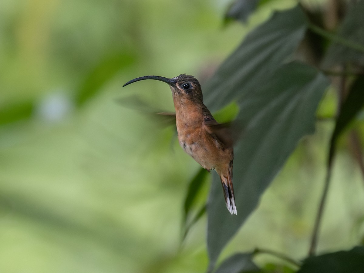 Bronzy Hermit - ML639941541