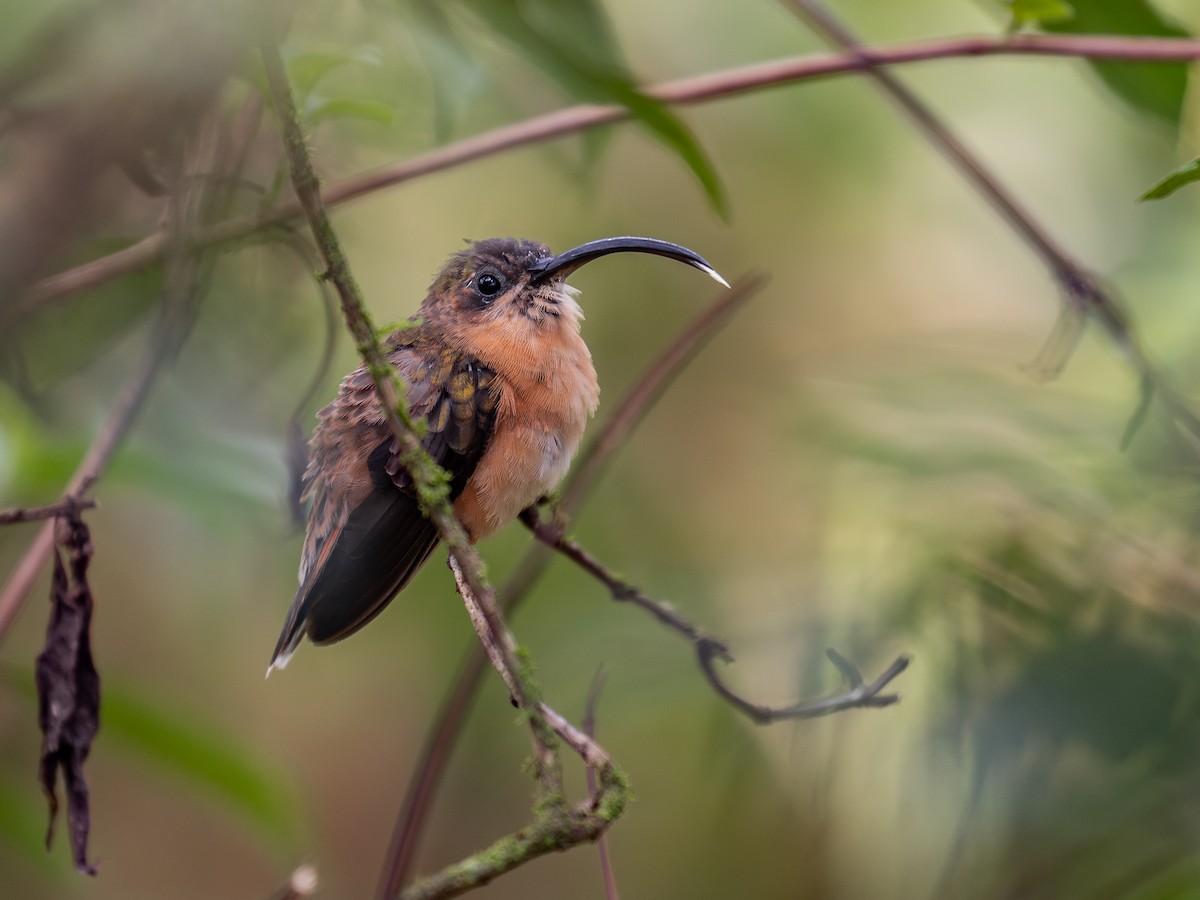 Bronzy Hermit - ML639941543