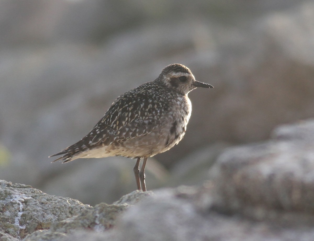 Pacific Golden-Plover - ML63994161