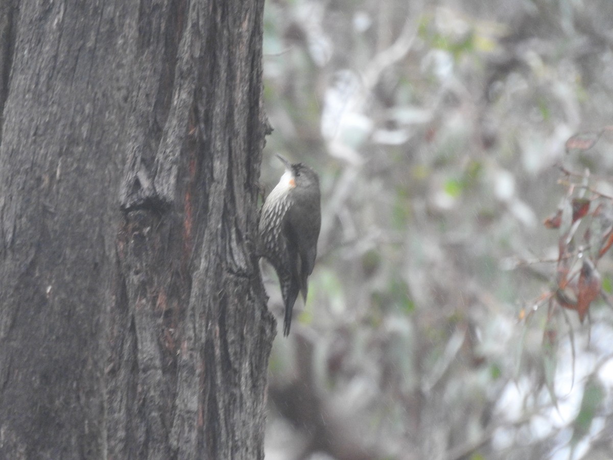 White-throated Treecreeper - ML639941650