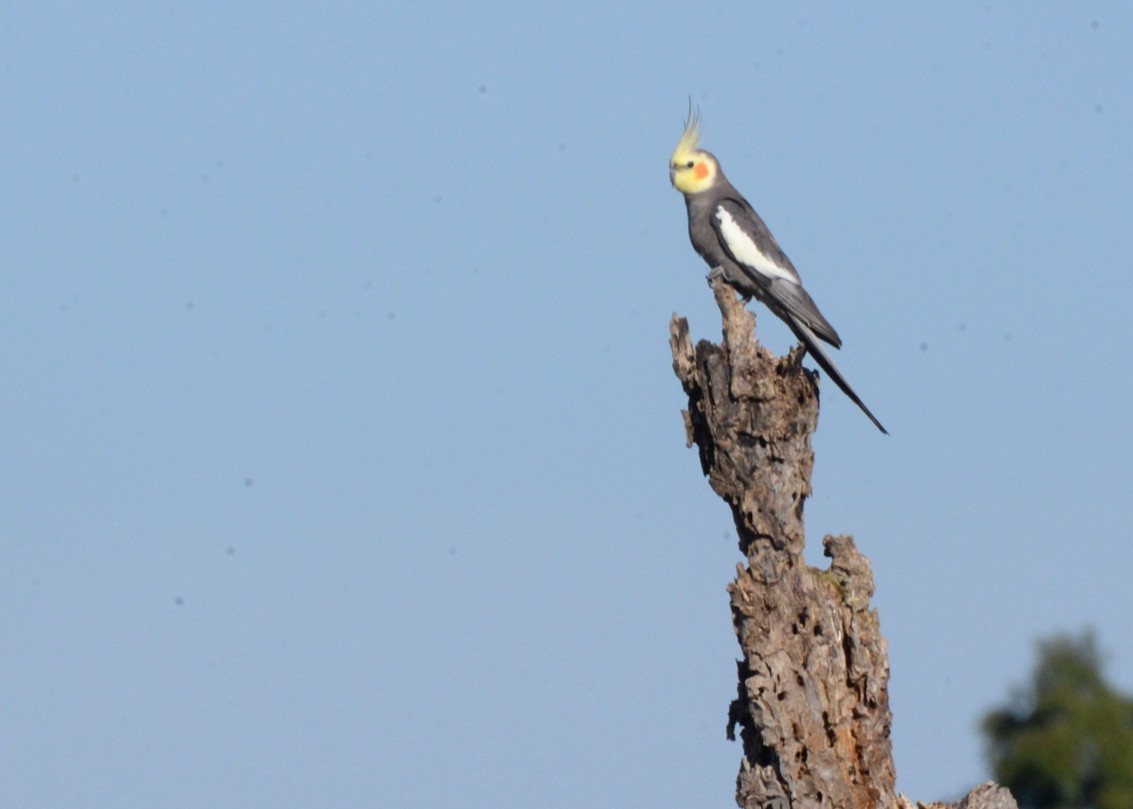 Cockatiel - ML639941660