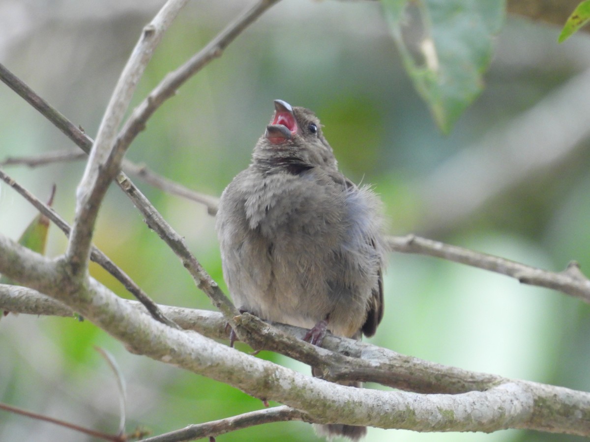 Dull-colored Grassquit - ML639941672
