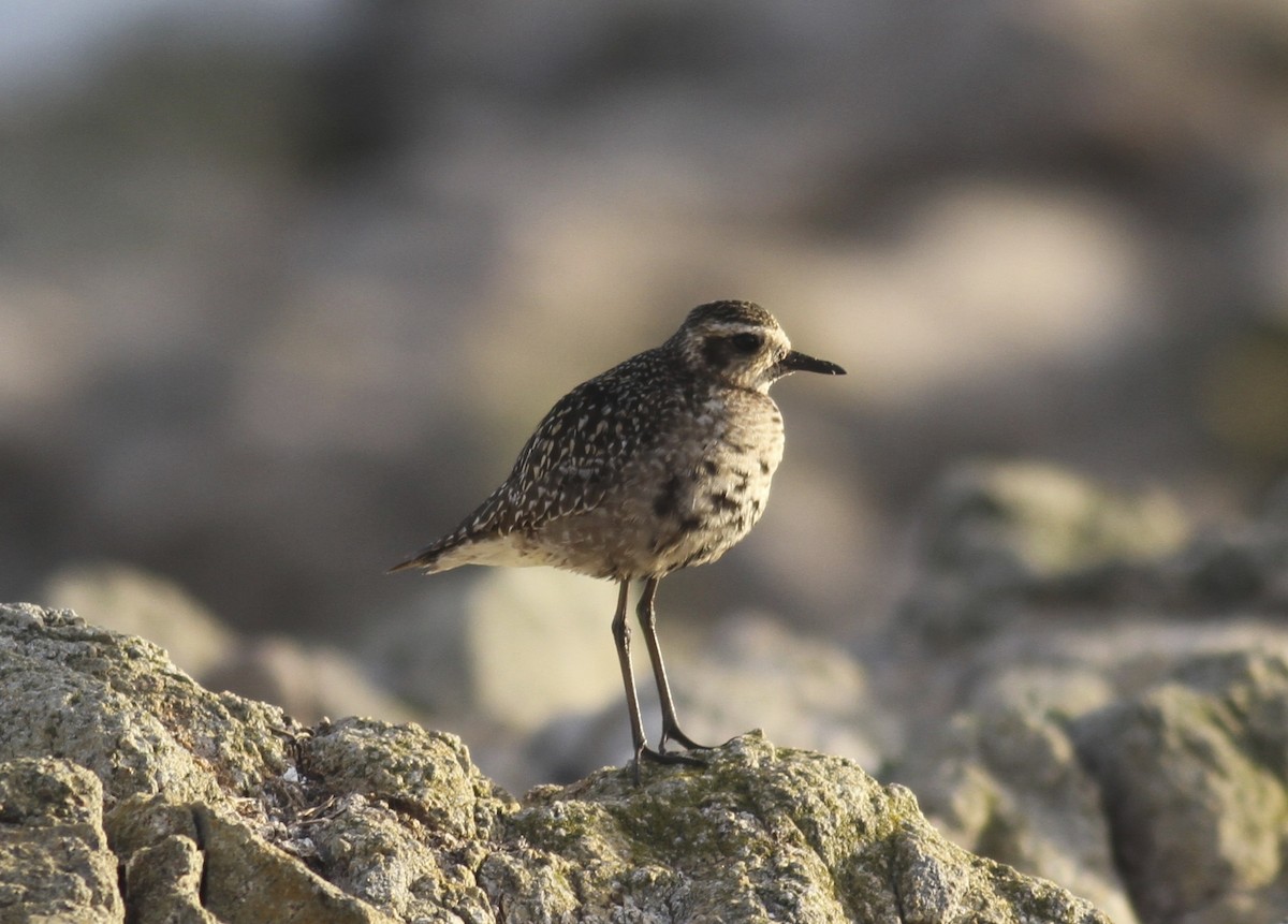 Pacific Golden-Plover - ML63994171