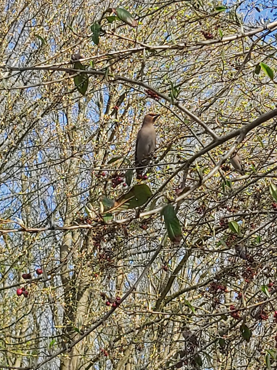 Bohemian Waxwing - ML639941725