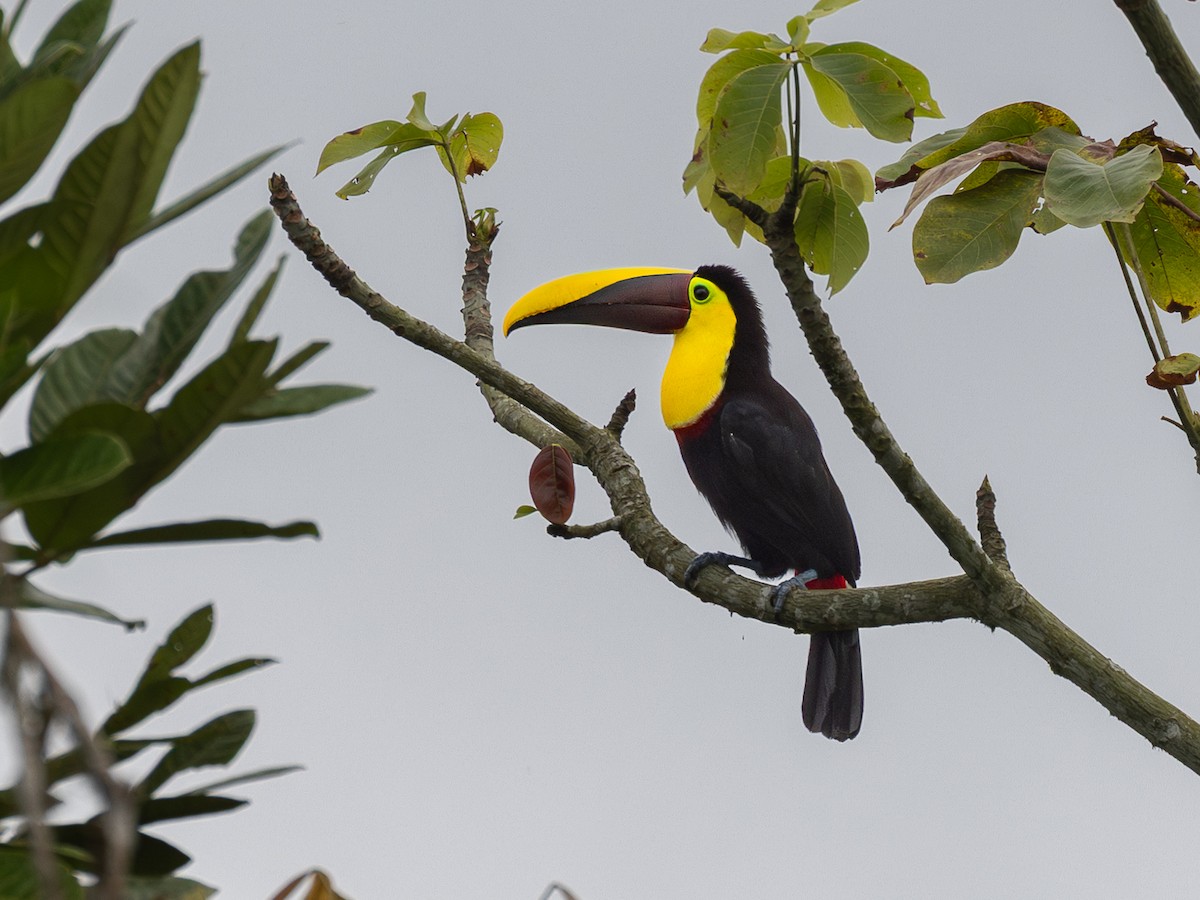 Yellow-throated Toucan (Chestnut-mandibled) - ML639941730
