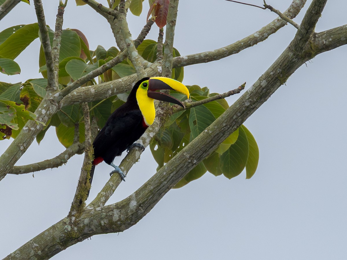 Yellow-throated Toucan (Chestnut-mandibled) - ML639941731