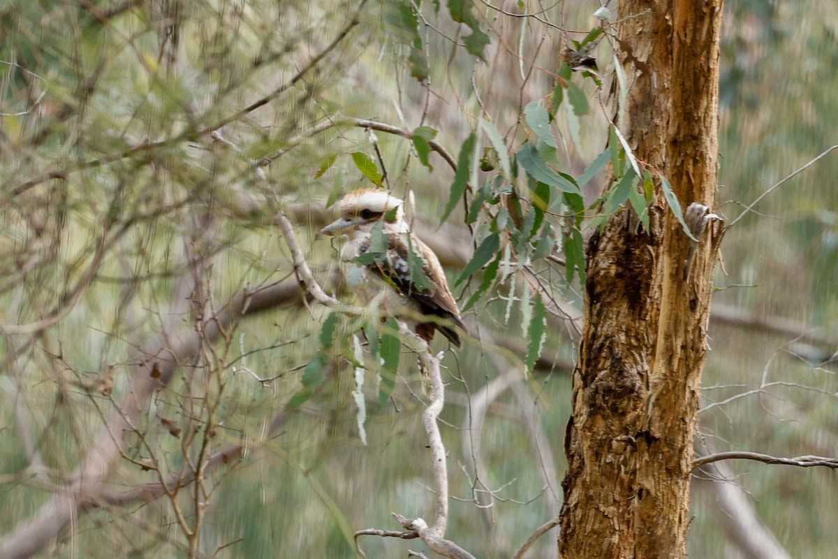 Laughing Kookaburra - ML639941798