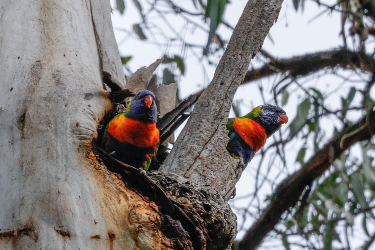 Rainbow Lorikeet - ML639941802