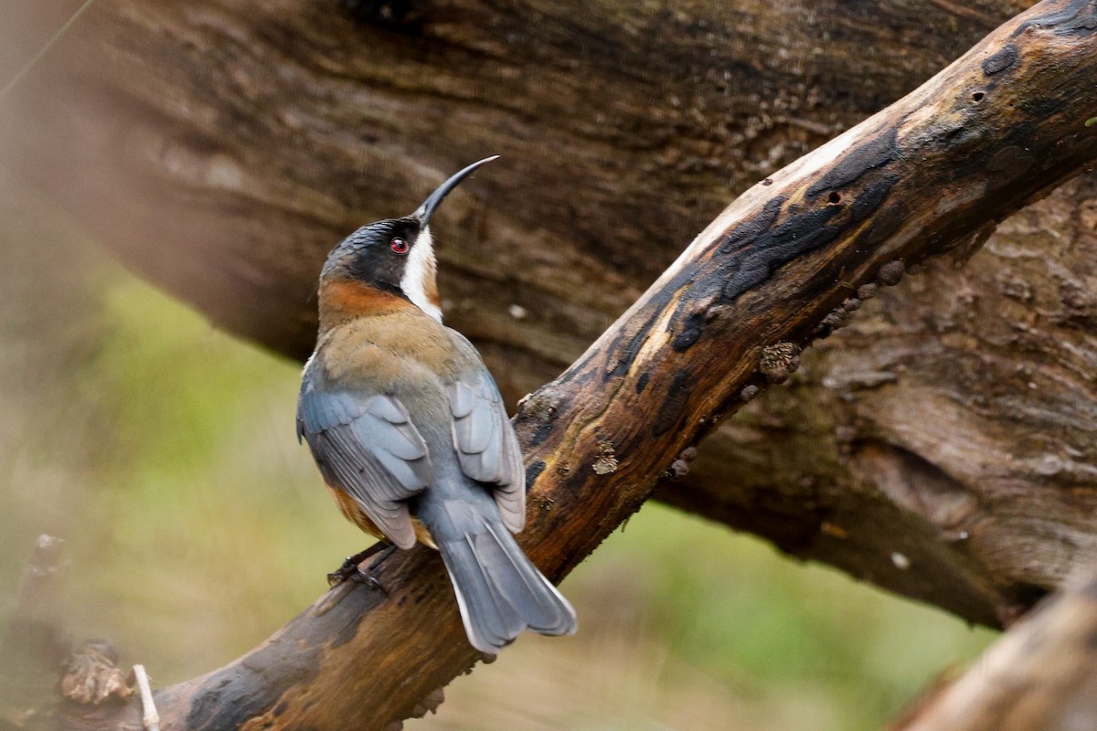 Eastern Spinebill - ML639941804