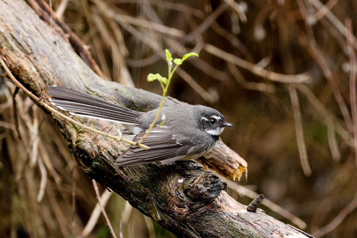 Gray Fantail - ML639941805