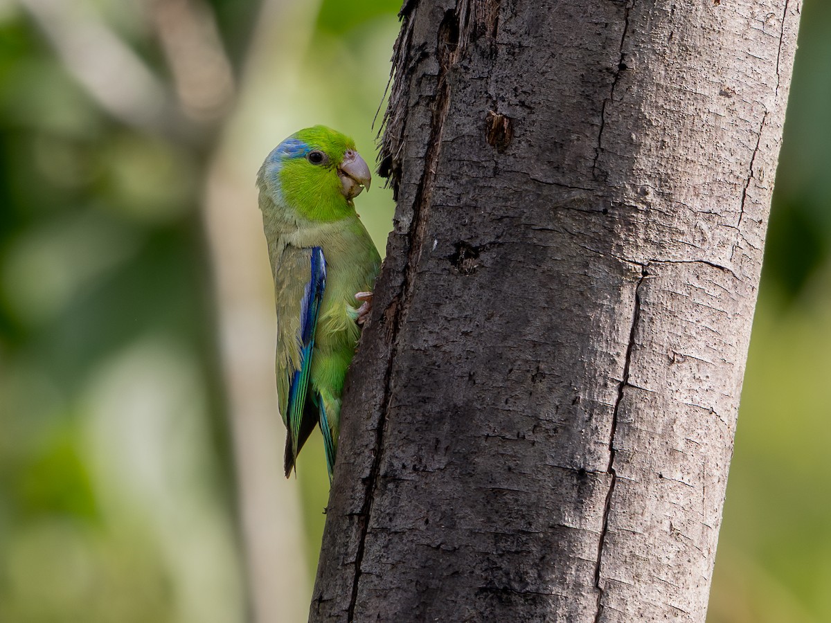 Pacific Parrotlet - ML639941814