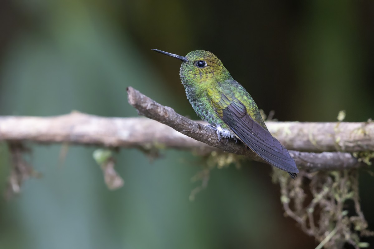 Greenish Puffleg - ML639941816