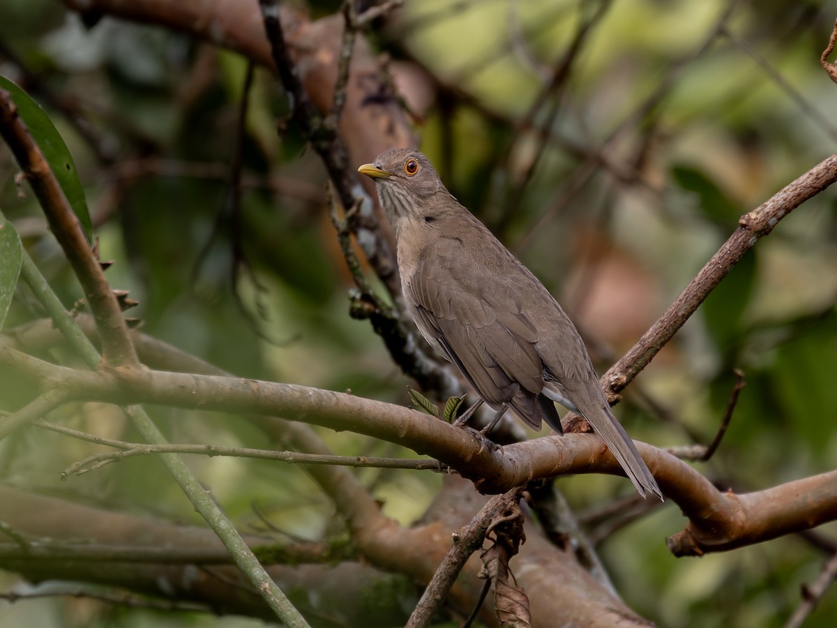 Ecuadorian Thrush - ML639941841