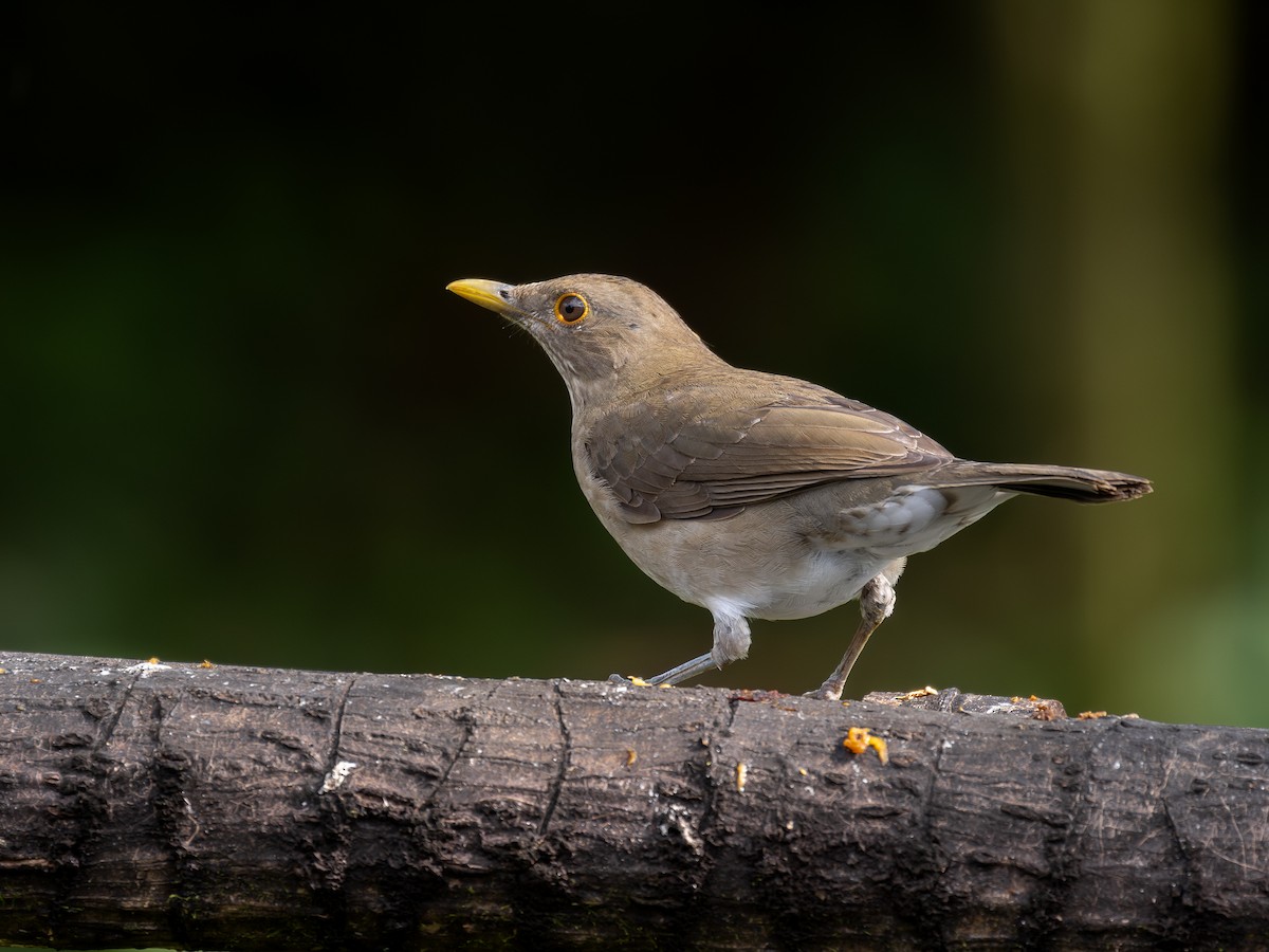 Ecuadorian Thrush - ML639941842