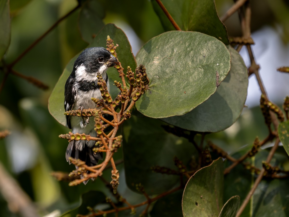 Variable Seedeater - ML639941869