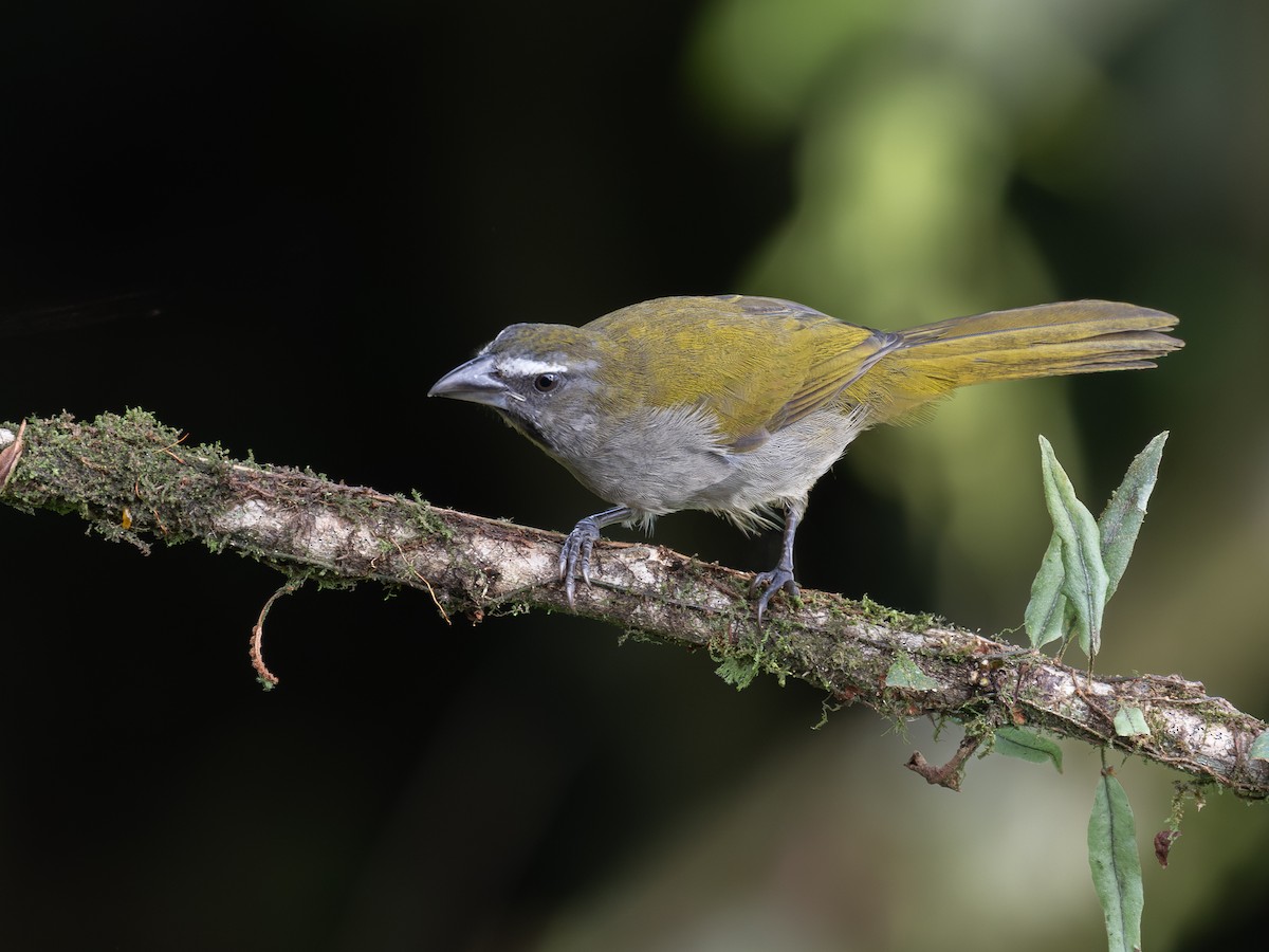 Buff-throated Saltator - ML639941889