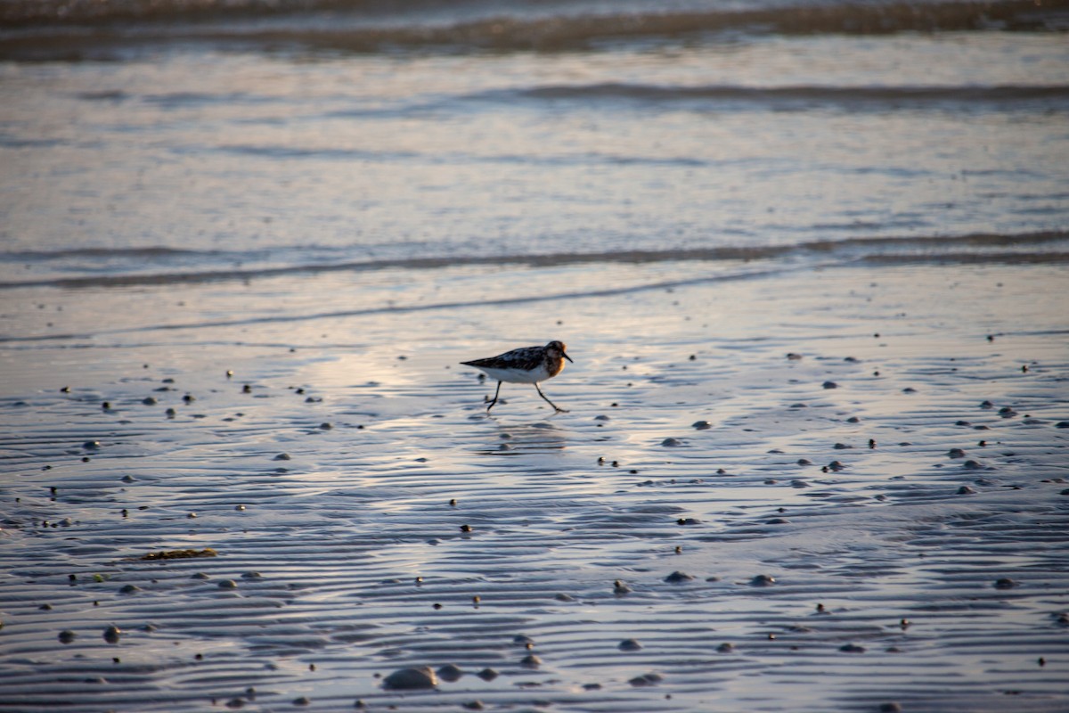 Sanderling - ML639941957