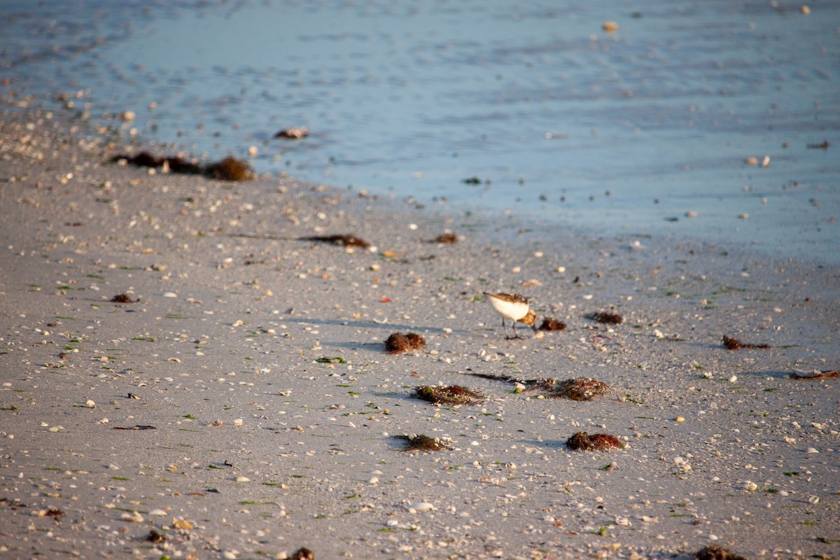 Sanderling - ML639941958