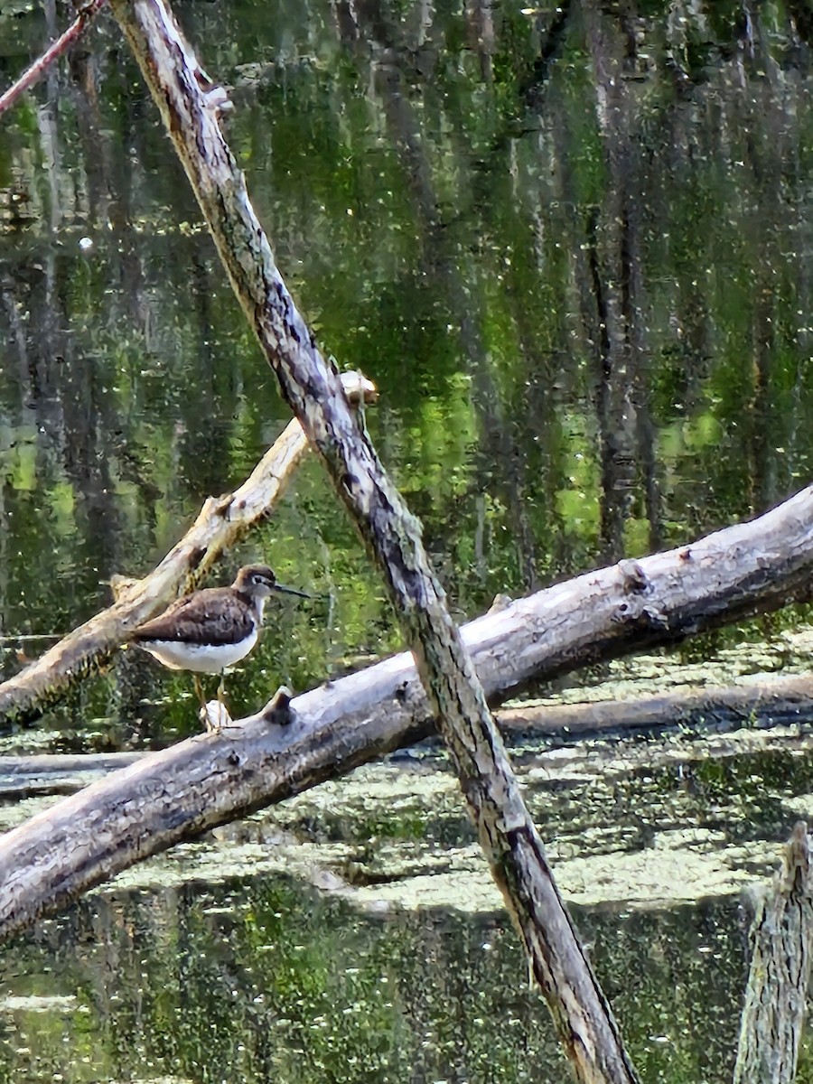 Solitary Sandpiper - ML639942060